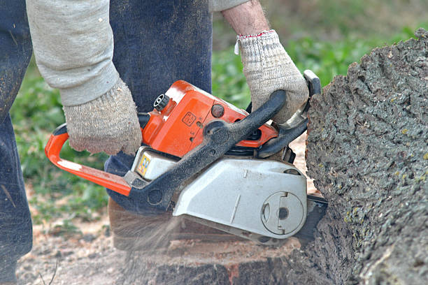 Best Tree Maintenance Programs  in Huron, CA